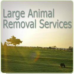 Large Animal Removal Serving North County San Diego and Riverside County California